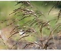 Smele (Deschampsia cesp. 'Bronzeschleier')