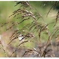 Smele (Deschampsia cesp. 'Bronzeschleier')