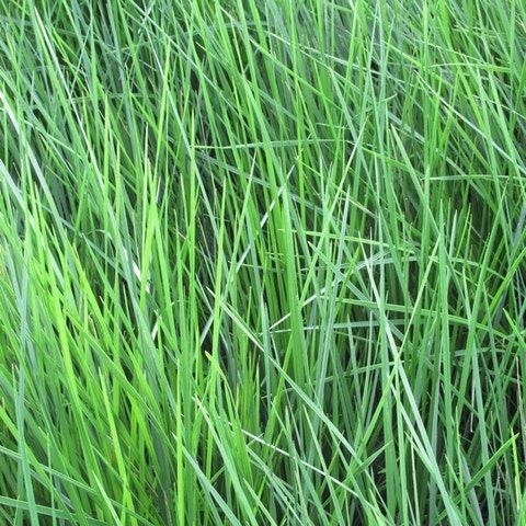 Deschampsia cespitosa 'Goldschleier'