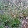 Bochtige smele (Deschampsia flexuosa)