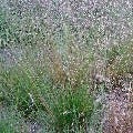 Bochtige smele (Deschampsia flexuosa)