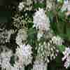 Bruidsbloem (Deutzia 'Mont Rose')