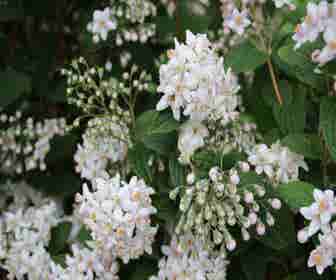 Bruidsbloem (Deutzia 'Mont Rose')