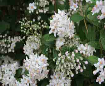 Bruidsbloem (Deutzia 'Mont Rose')