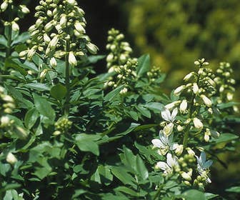 Vuurwerkplant (Dictamnus albus 'Albiflorus')