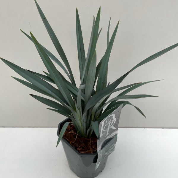 Dianella 'Blue Stream'
