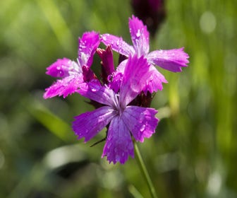 Kartuizer anjer (Dianthus carthusianorum) BIO