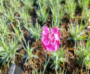 Anjer (Dianthus gratianopolitanus 'Rotkappchen')