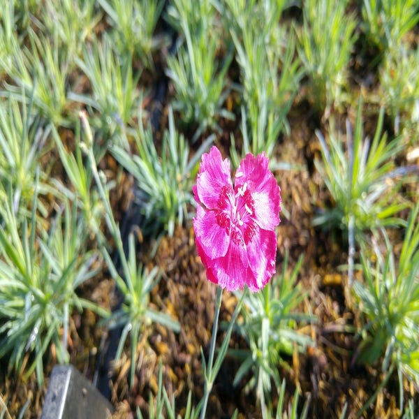 Anjer (Dianthus gratianopolitanus 'Rotkappchen')