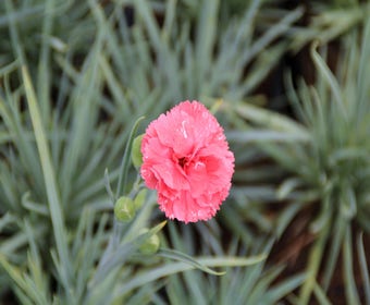 Grasanjer (Dianthus 'Diana')