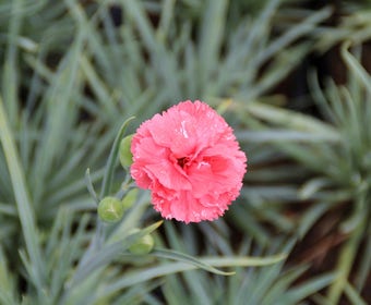 Grasanjer (Dianthus 'Diana')