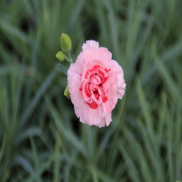 Grasanjer (Dianthus 'Doris') P9