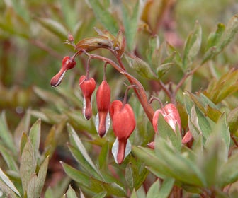 Gebroken hartjes (Dicentra spectabillis 'Valentine')