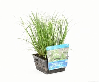Stergras (Dichromena colorata)