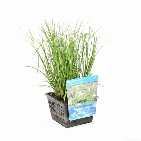 Stergras (Dichromena colorata)