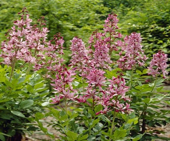 Vuurwerkplant (Dictamnus albus)