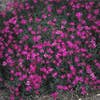 Anjer (Dianthus deltoides 'Flashing Light')