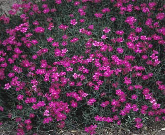 Anjer (Dianthus deltoides 'Flashing Light')
