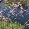 Klokkengraslelie (Dierama pulcherrimum)