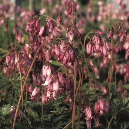 Dicentra formosa 'Bacchanal'
