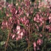 Gebroken hartjes (Dicentra formosa) Bio