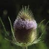 Grote kaardebol (Dipsacus fullonum)