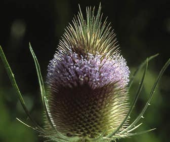 Grote kaardebol (Dipsacus fullonum)