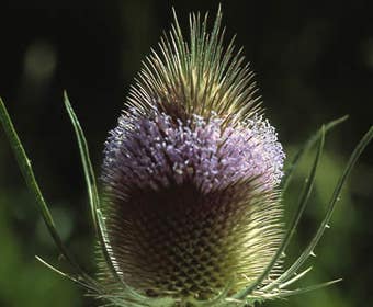Grote kaardebol (Dipsacus fullonum)