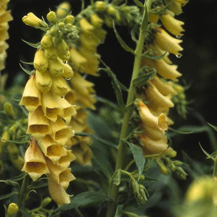 Vingerhoedskruid (Digitalis grandiflora) Bio