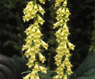 Vingerhoedskruid (Digitalis lutea)