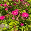 Heesterroos (Rosa 'Dinky') (BIO)