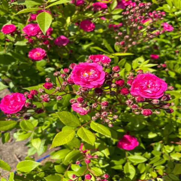 Heesterroos (Rosa 'Dinky') (BIO)