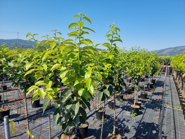 Pianta Di Cachi Vaniglia (Diospyros Kaki) In Vaso 24/26 Cm - Altezza 170-200 Cm, Età 4 Anni, Autofertile