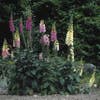 Vingerhoedskruid (Digitalis purpurea 'Gloxiniiflora')