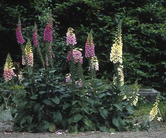 Vingerhoedskruid (Digitalis purpurea 'Gloxiniiflora')