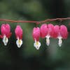 Gebroken hartjes  (Dicentra spectabilis) BIO