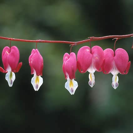 Dicentra spectabilis