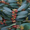 Distylium (Distylium 'Blue Cascade')