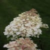 Hortensia (Hydrangea paniculata 'Grandiflora')