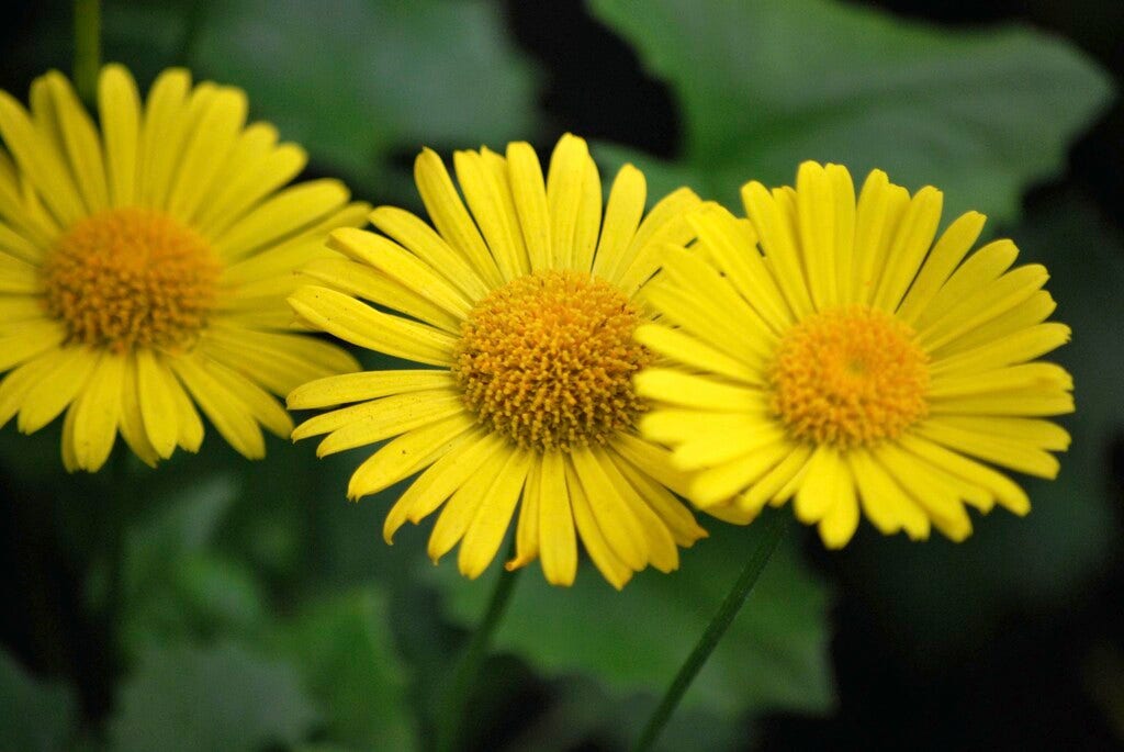 Doronicum orientale 'Little Leo'