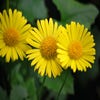 Voorjaarszonnebloem (Doronicum orientale 'Little Leo')