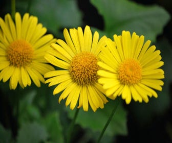 Voorjaarszonnebloem (Doronicum orientale 'Little Leo')