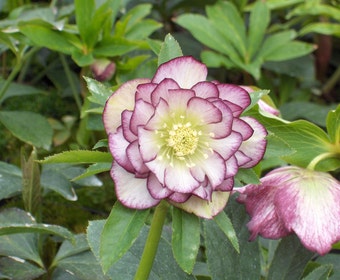 Nieskruid (Helleborus orientalis 'Double Ellen Picotee')