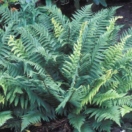 Dryopteris affinis 'Crispa'