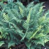 Schildvaren (Dryopteris affinis)