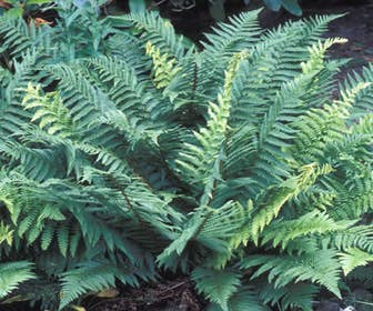 Schildvaren (Dryopteris affinis)