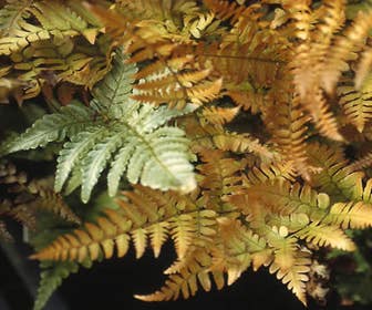 Herfstvaren (Dryopteris erythrosora)