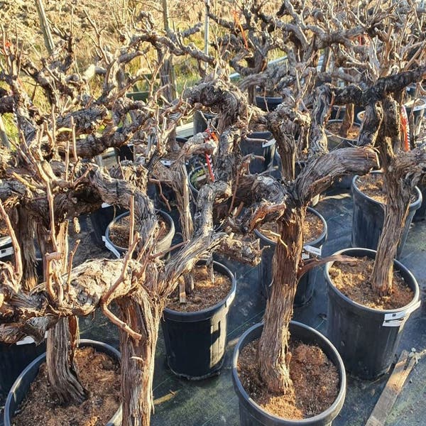 Druif, op stam (Vitis vinifera)