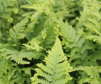 Schildvaren (Dryopteris affinis 'Cristata')