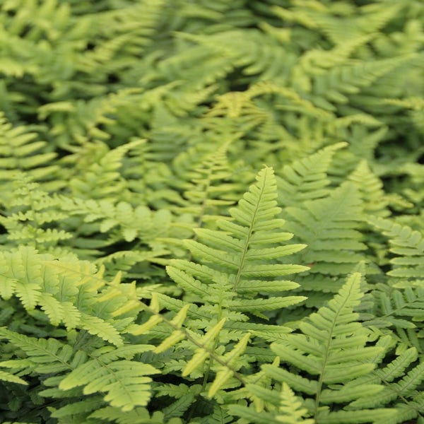 Dryopteris wallichiana